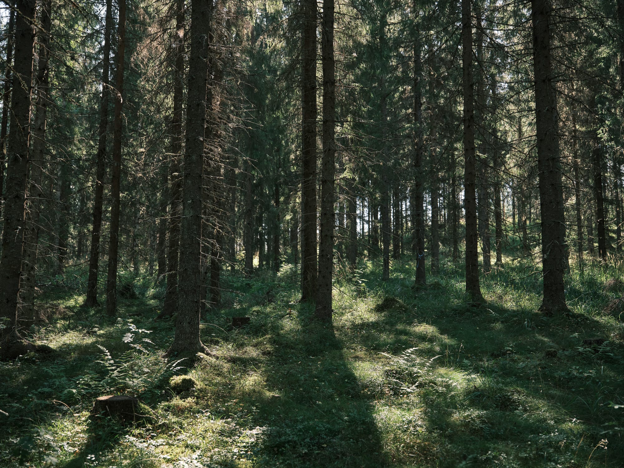 Metsänomistajan vieraana – Video