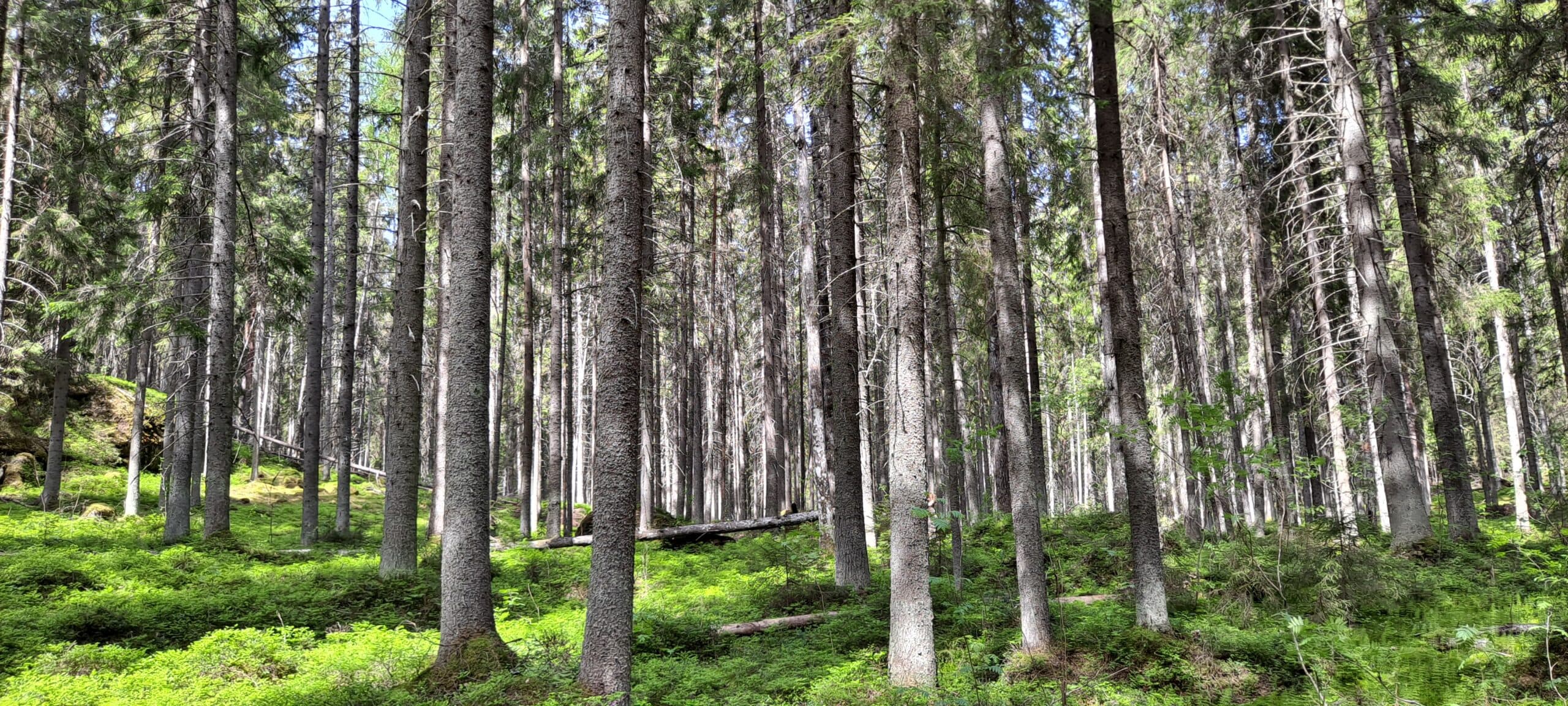 AARI Metsä x MetsäPremium
