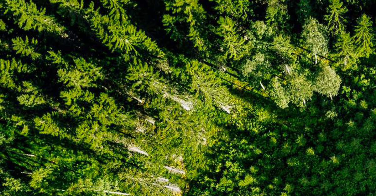 Metsänjalostuksella lisää hiilensidontaa ja tuottoa muuttuvassa ympäristössä