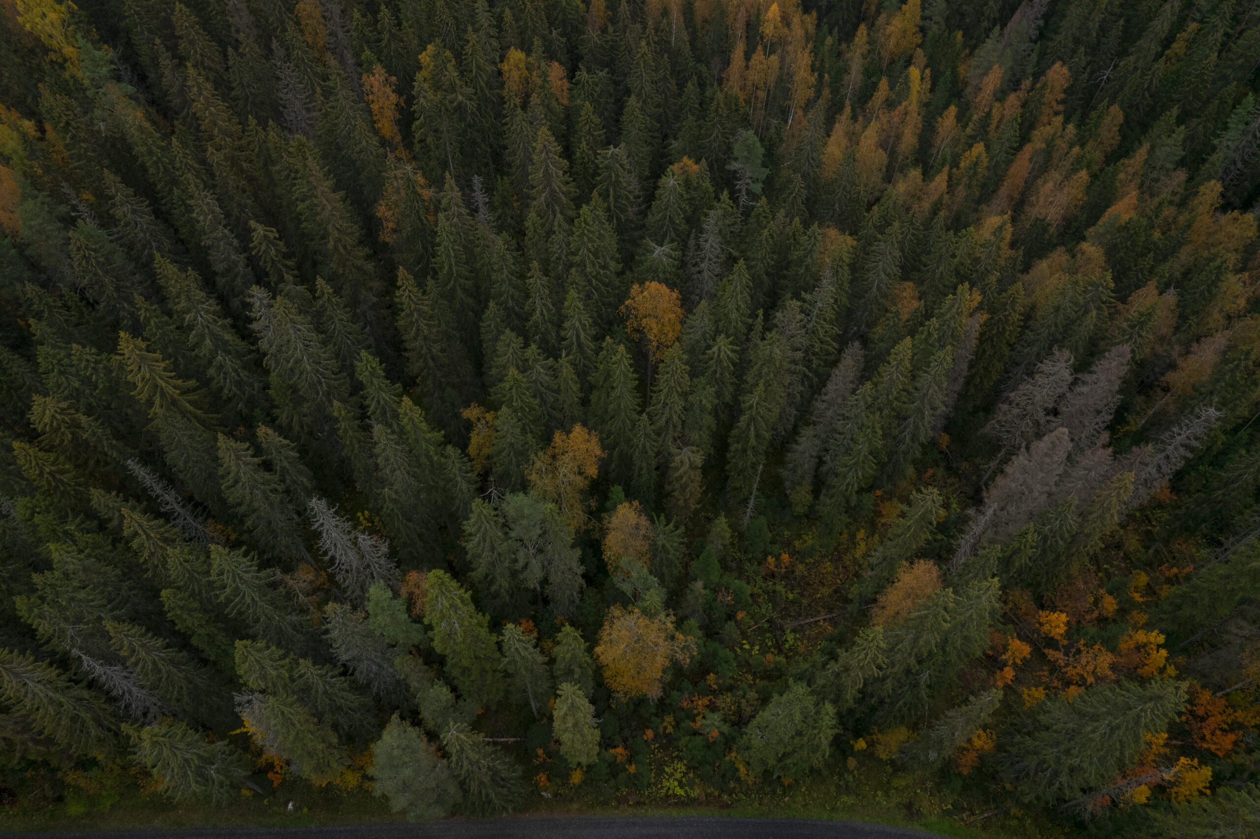 Kesäharjoittelijat AARI Metsällä  